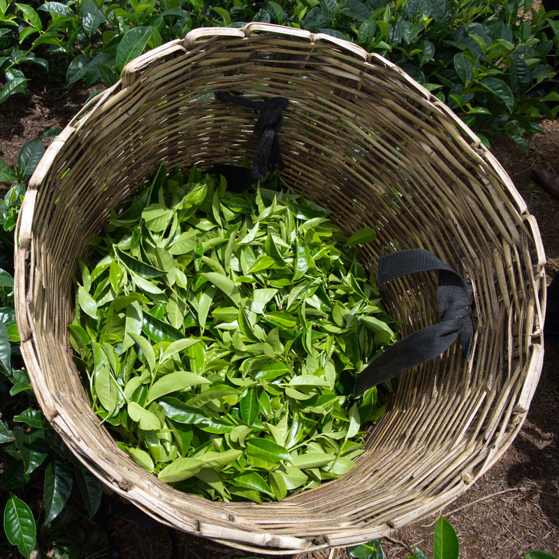 Tea leaves are handpicked on Dilmah Tea Gardens to ensure the quality of the leaf, the first and most important part of teamaking.